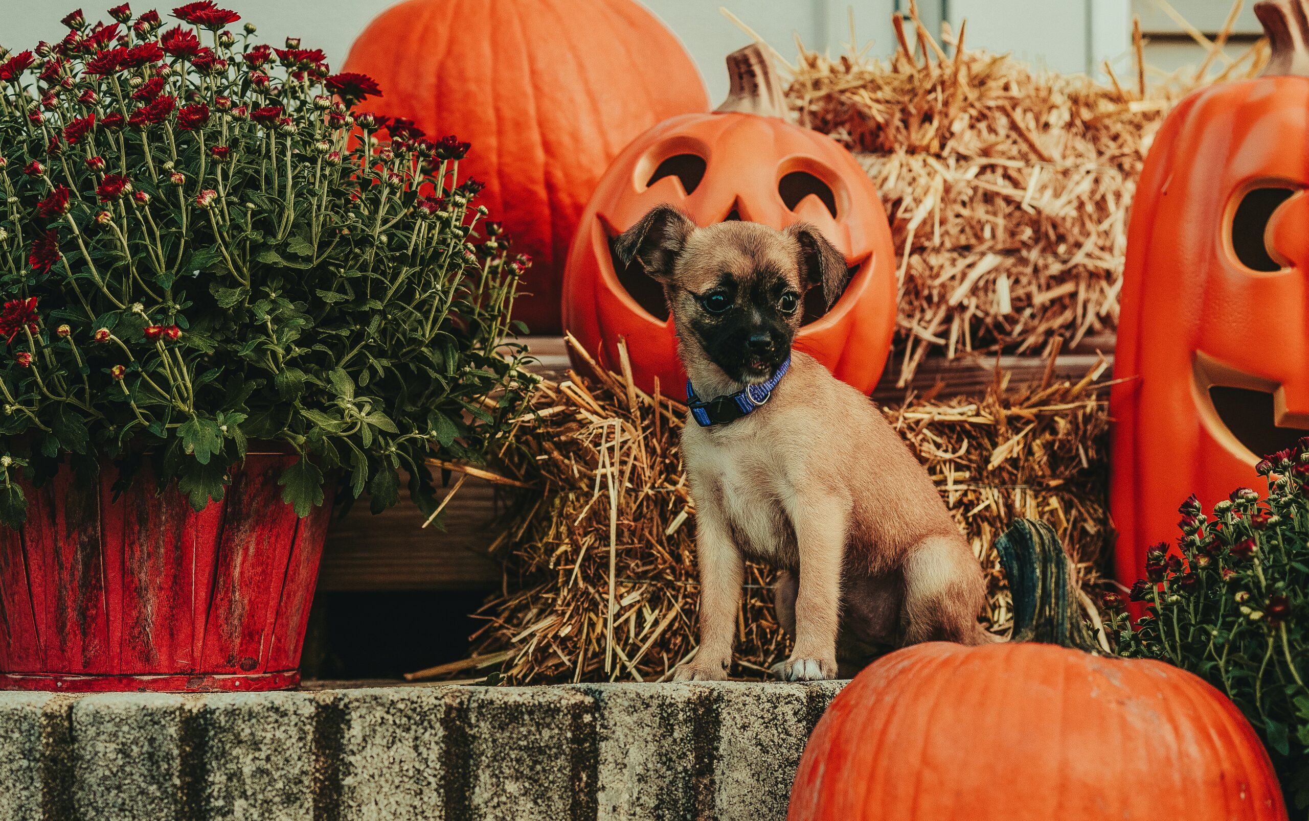 Dog surrounded by Halloween pumpkins
