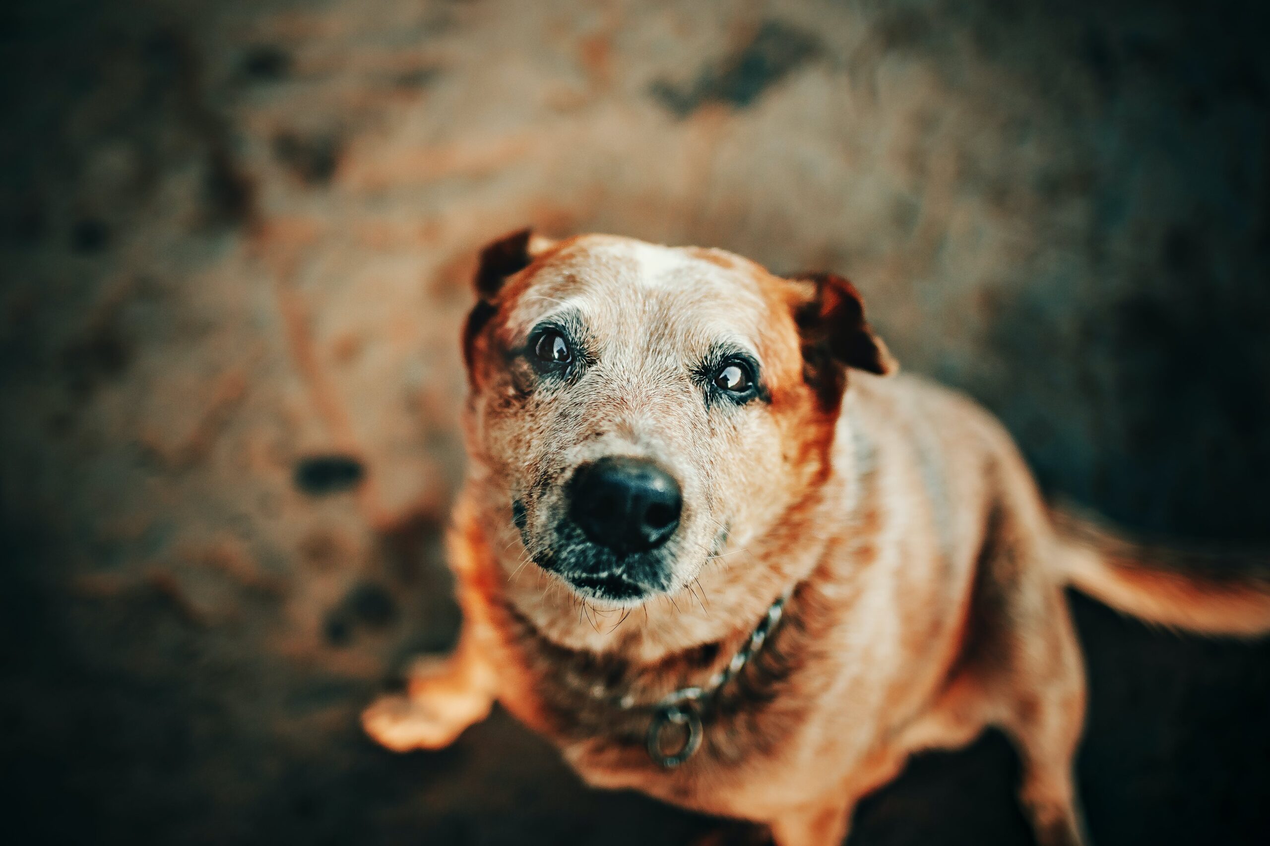A senior dog with a white face looks at the camera