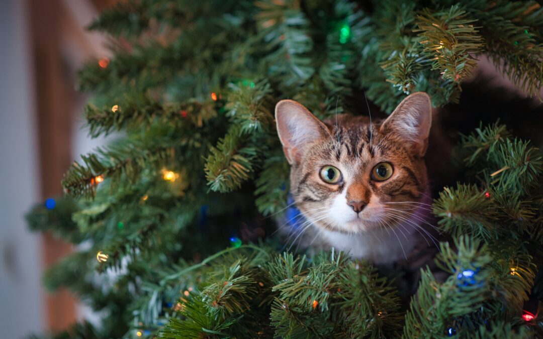 Navigating Holiday Stress for Pets