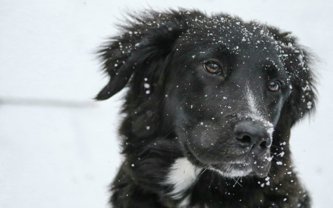 Dealing With Winter Weather For Your Pet
