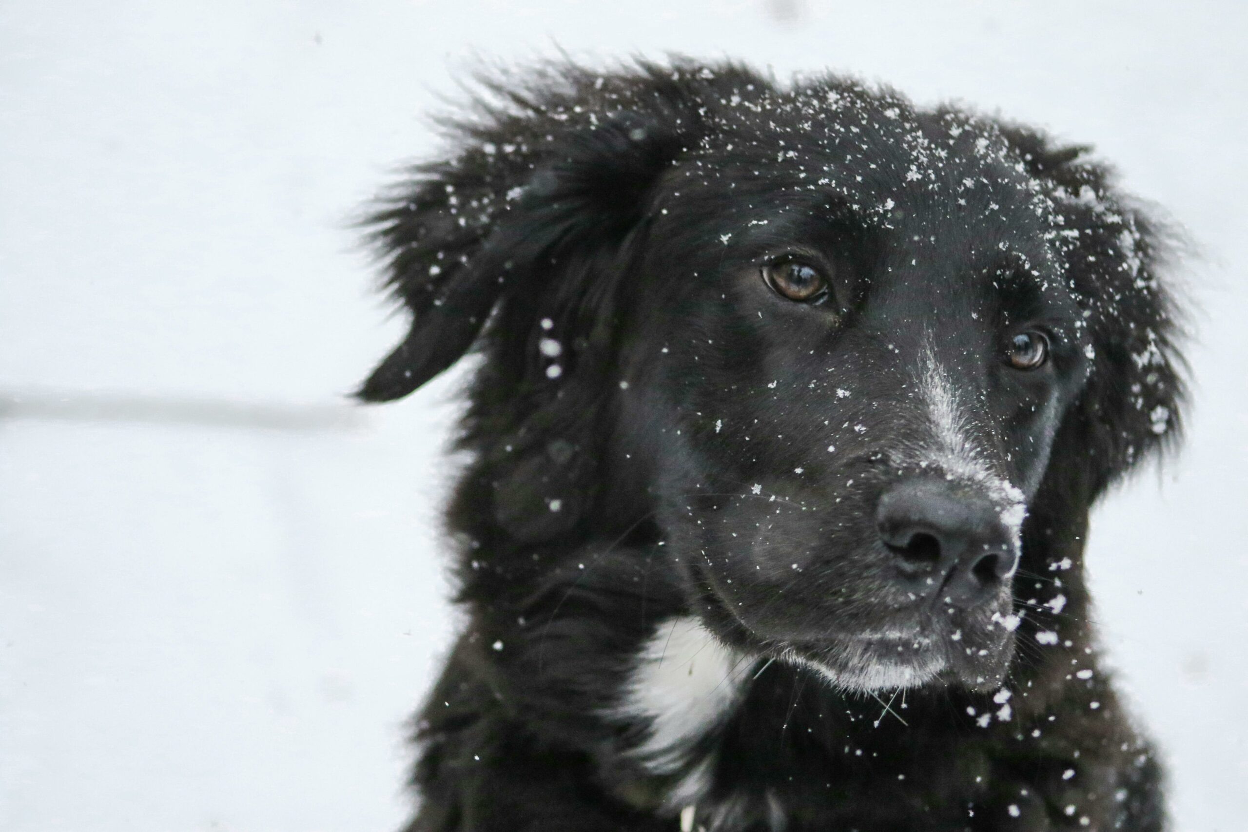 Dog with snow falling on it's face