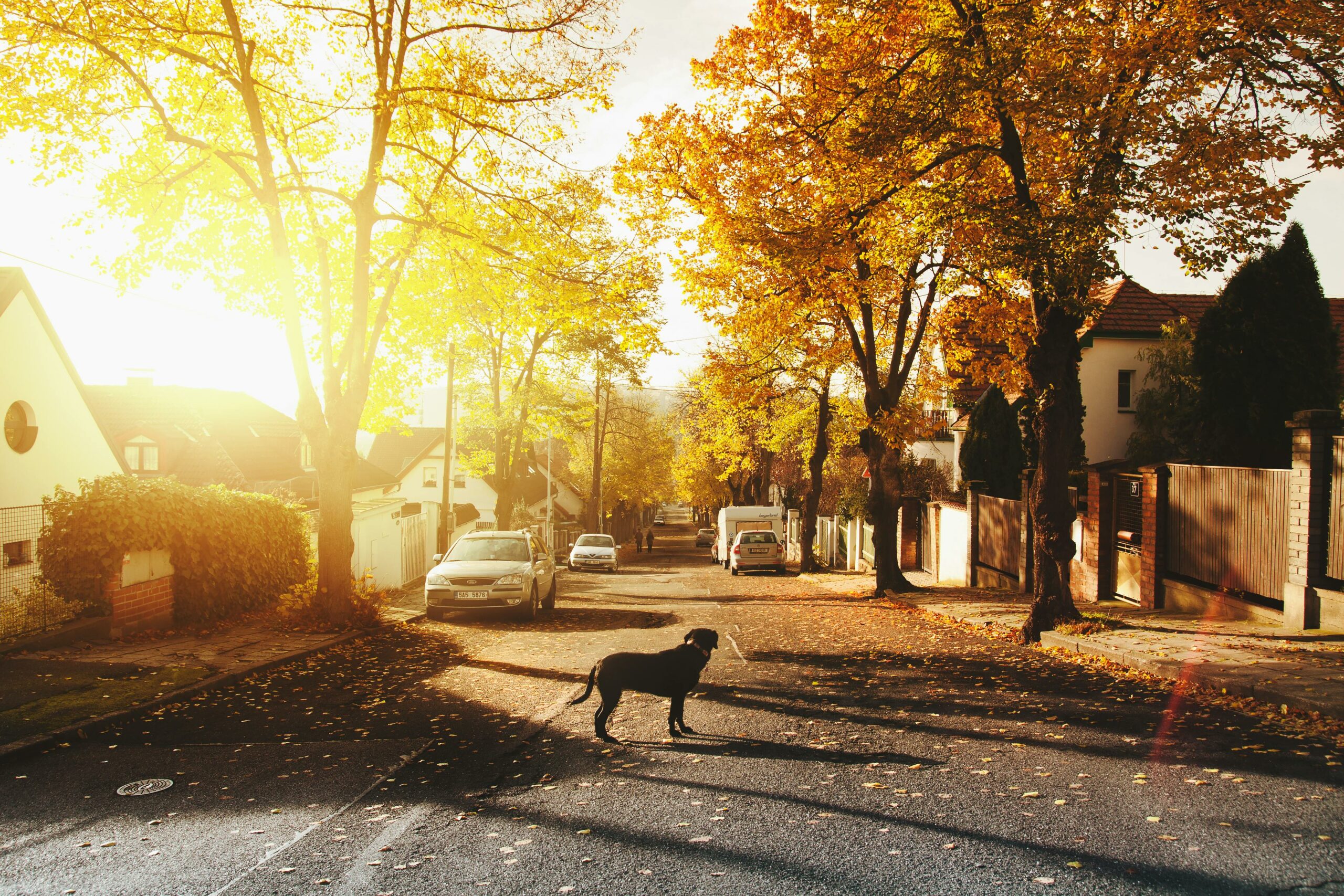 A black dog stands in the middle of a street with fall trees