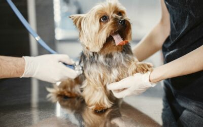 Protecting Your Puppy: The Importance of Heartworm Awareness
