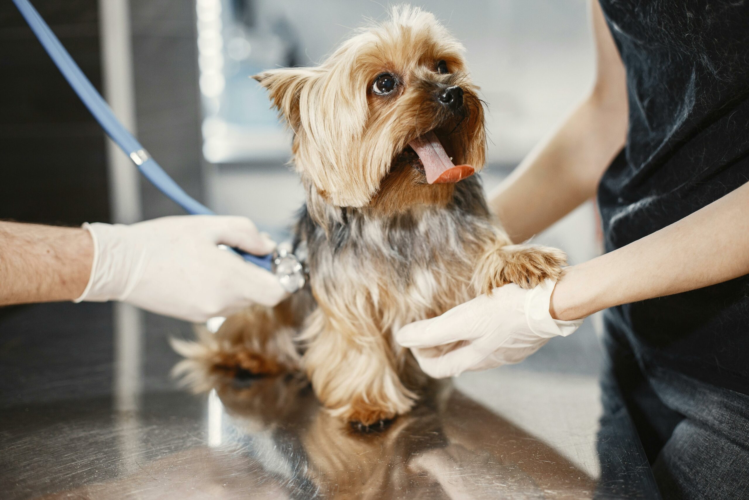 A small Yorkshire Terrier has its heart listened to at a Tyler, TX vet clinic