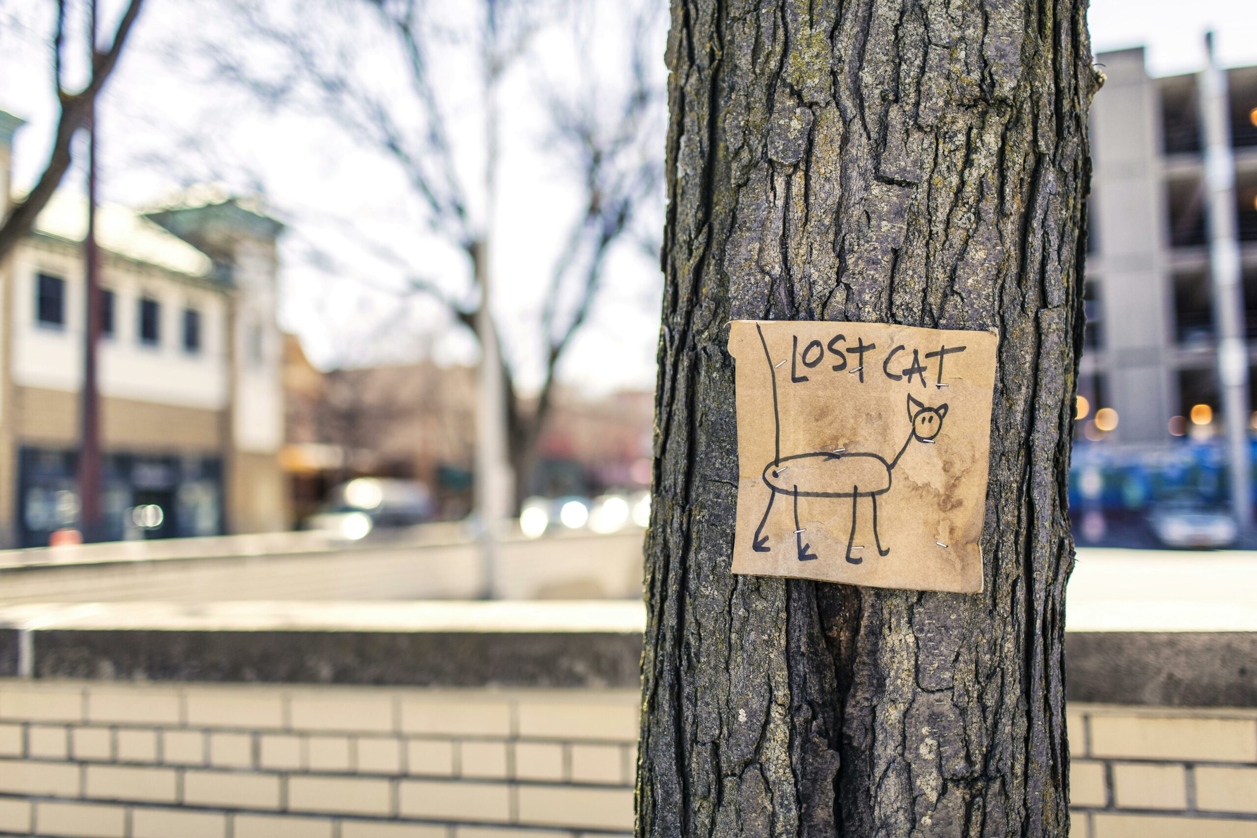 A cardboard Lost Cat sign is stapled to a tree