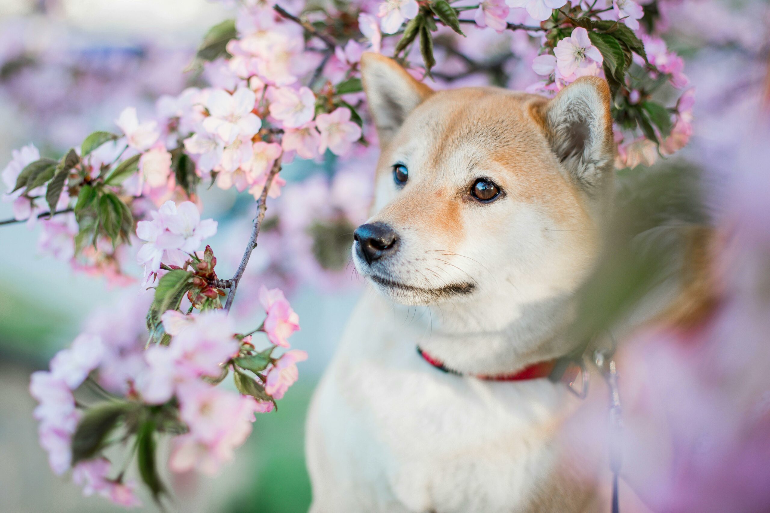 A tan dog with pointy ears stands among flower blossoms