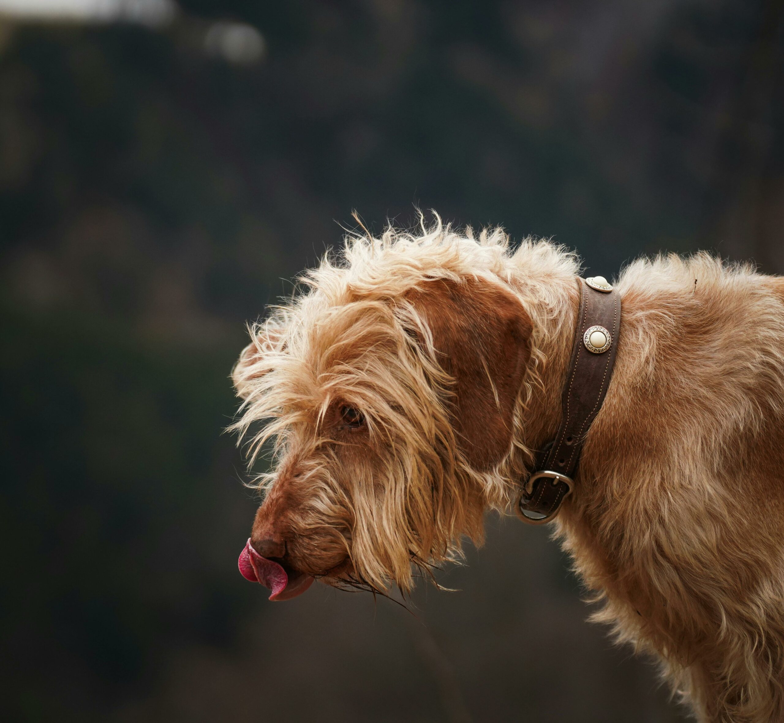 A long-haired dog licking its nose