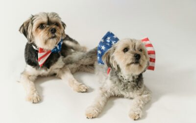 Fourth of July Tips for Your Pet