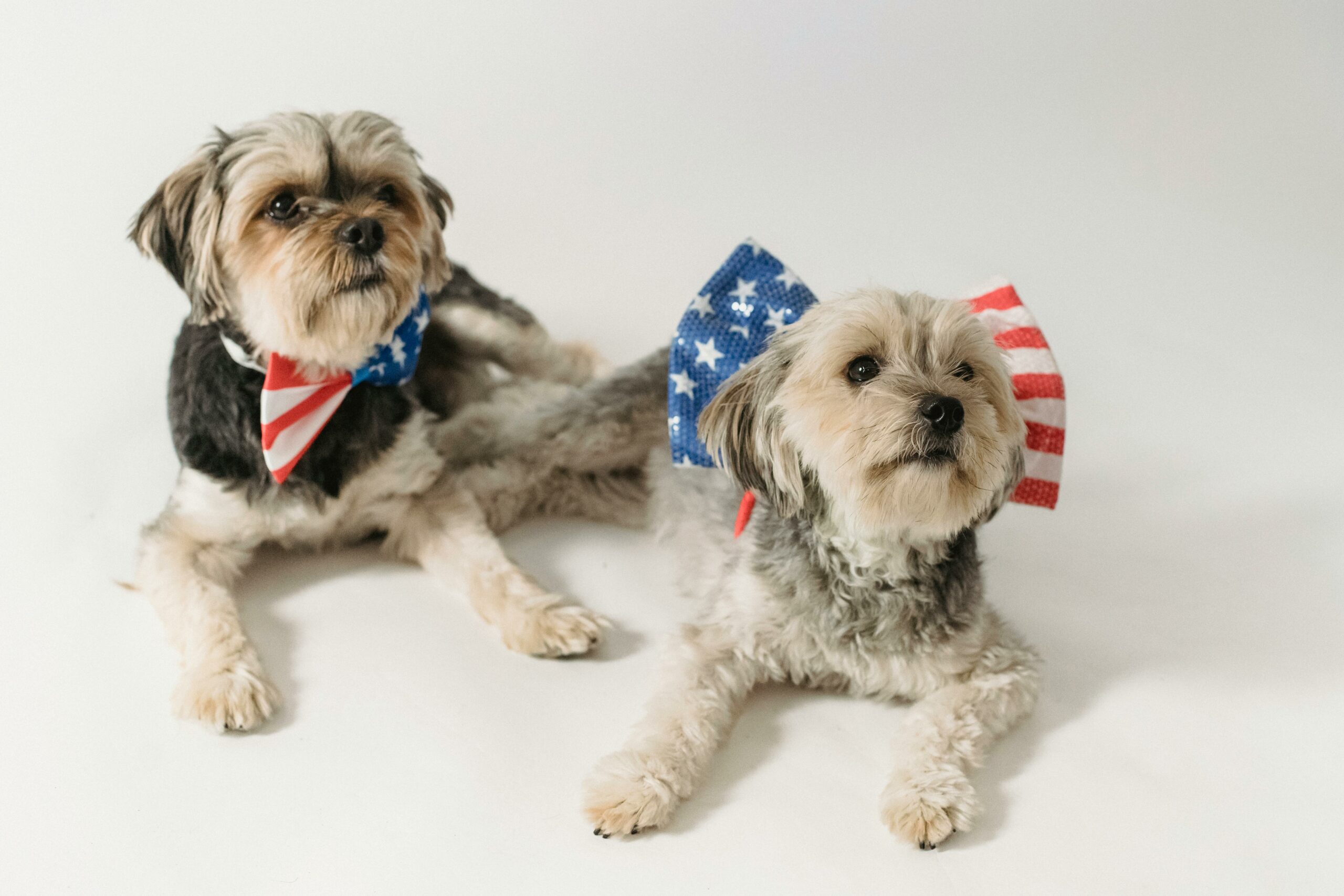 Two small dogs wearing patriotic bows