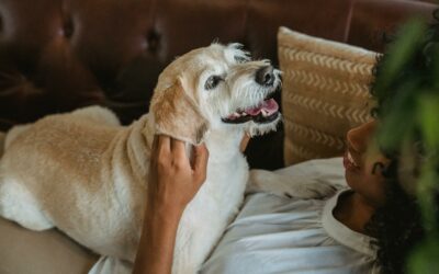 Why Your Pet’s Dental Health is So Important