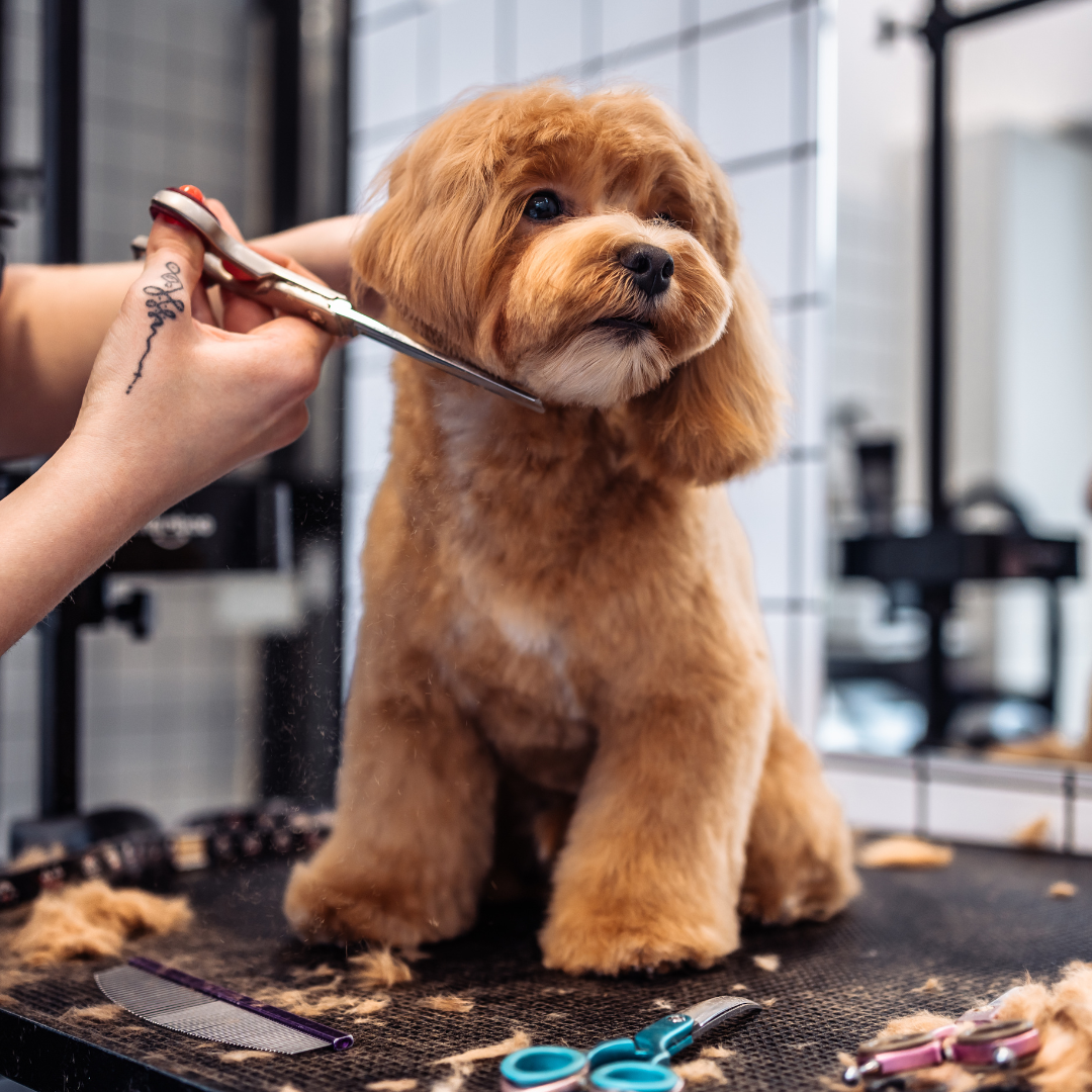 A dog gets grooming in Tyler, TX