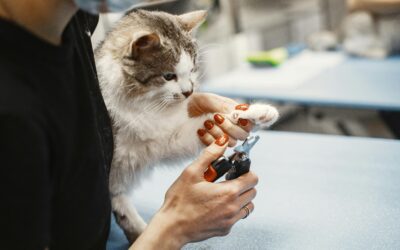 How Often Should My Pet Go to the Vet?