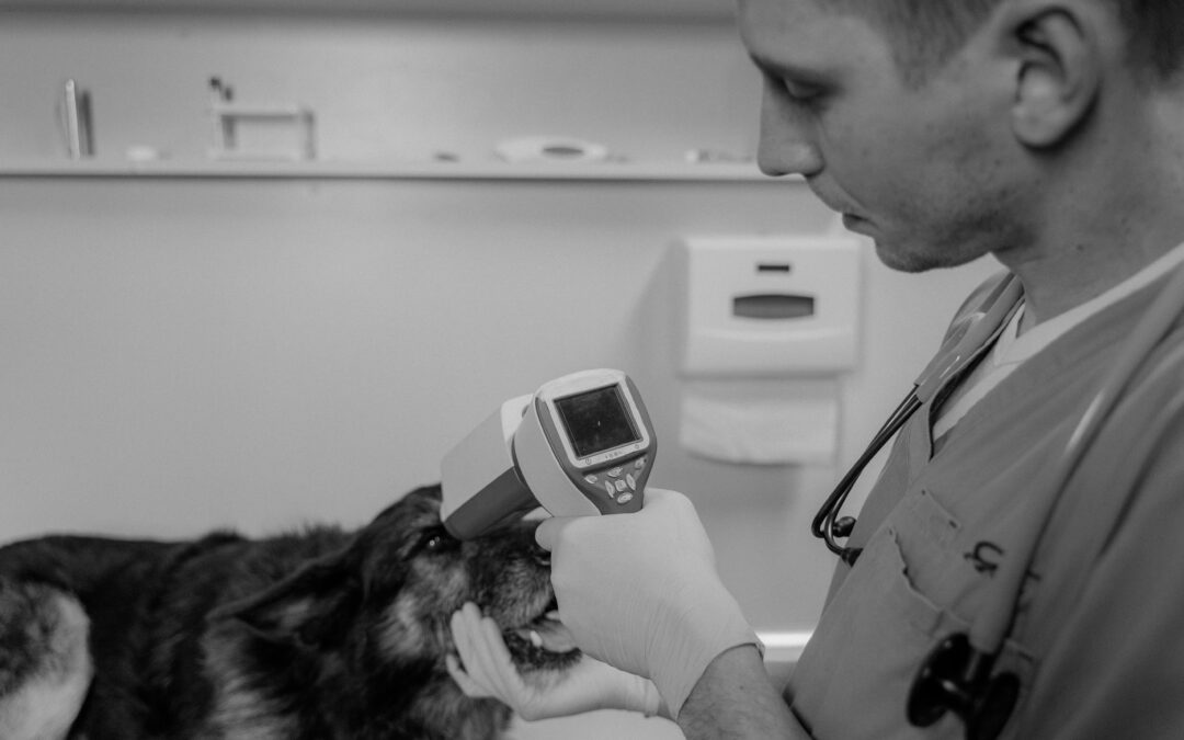 What You Need to Know About Diabetes in Pets