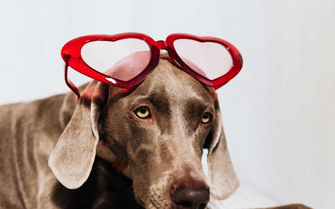 How to Show Your Pet Love This Valentine’s Day