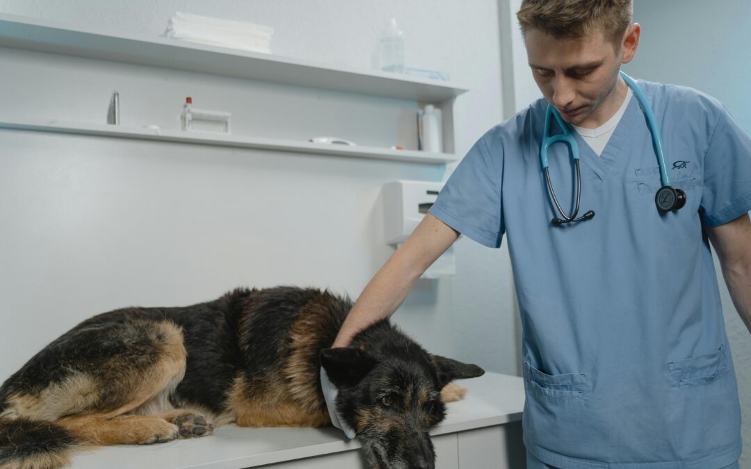 What You Need To Know About Pet Insurance