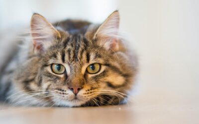 What Kind of Food Should You Feed Your Cat?