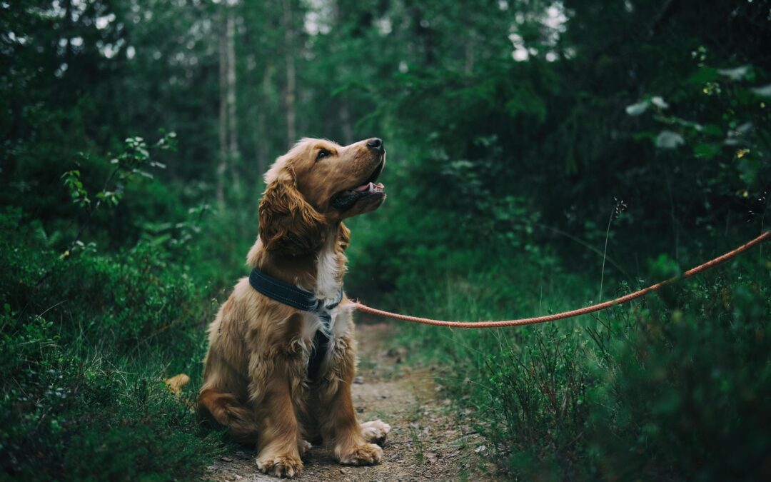 The Simplest Ways to Protect Your Pet From Heartworm Disease 